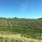 Vineyards Chȃteau Gruaud Larose